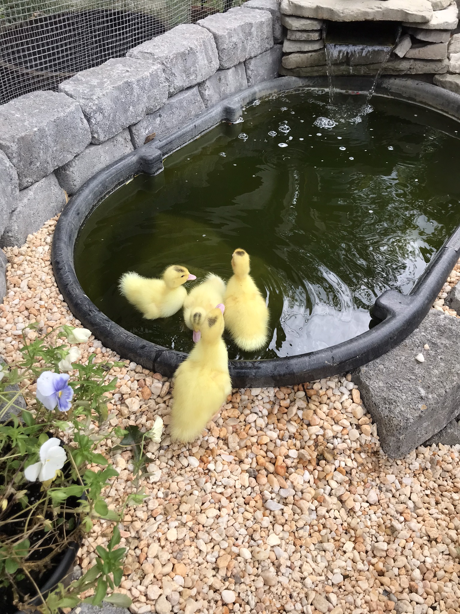 Ducklings in a Pond